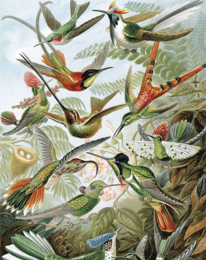 KEK Wallpaper Panel, Exotic Birds-8719743885721-20